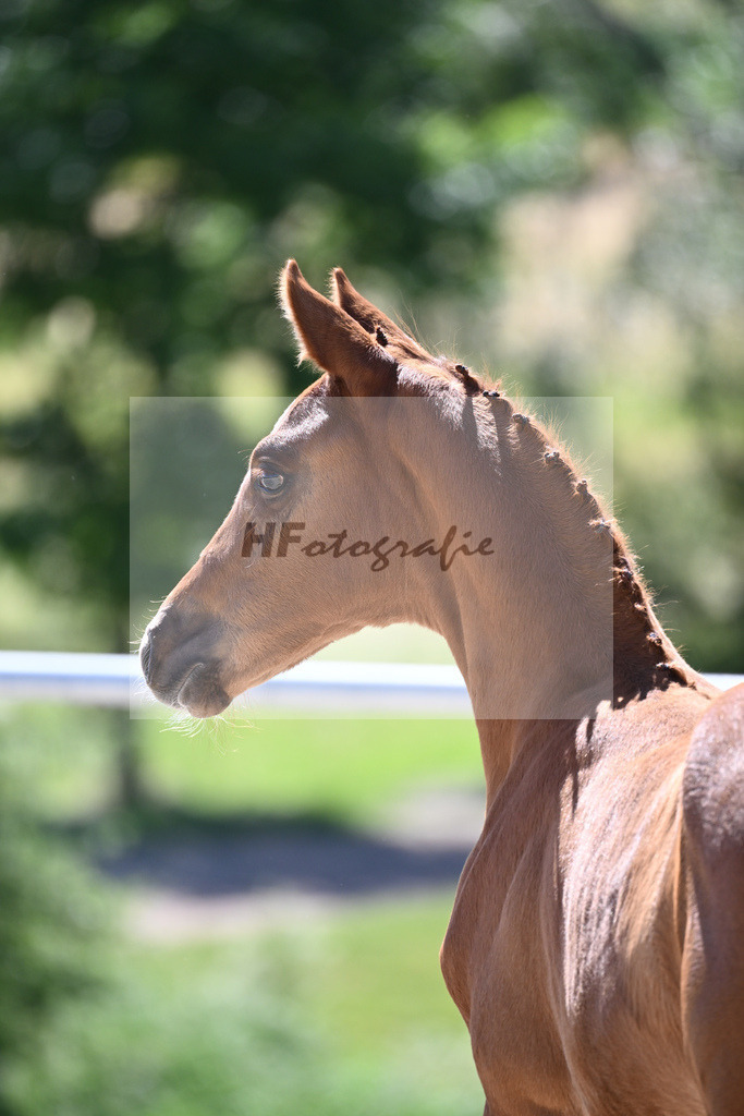 Kat-Nr. 9 HF Feliciano_Mueller_16230285 | hf-fotografie - Realisiert mit Pictrs.com