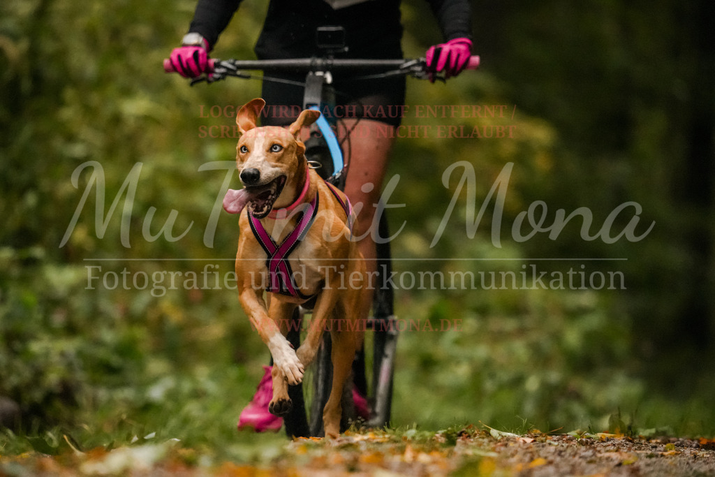 20251005_THS_Turnier-193 | MuT (Mensch und Tier) mit Mona - Fotografie und Tierkommunikation - Realisiert mit Pictrs.com