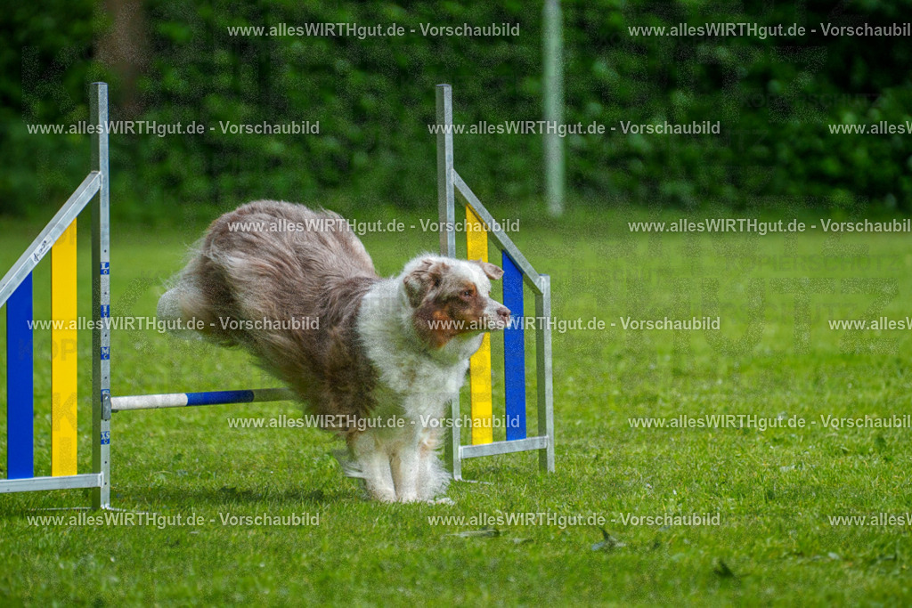 @allesWIRTHgut_Tierfotografie - www.allesWIRTHgut.de - 7R503334 | Professionelle Tierfotografie in Mönchengladbach von Daniel Wirth (allesWIRTHgut). Liebevolle & natürliche Bilder von Hunden & Katzen für unvergessliche Erinnerungen.