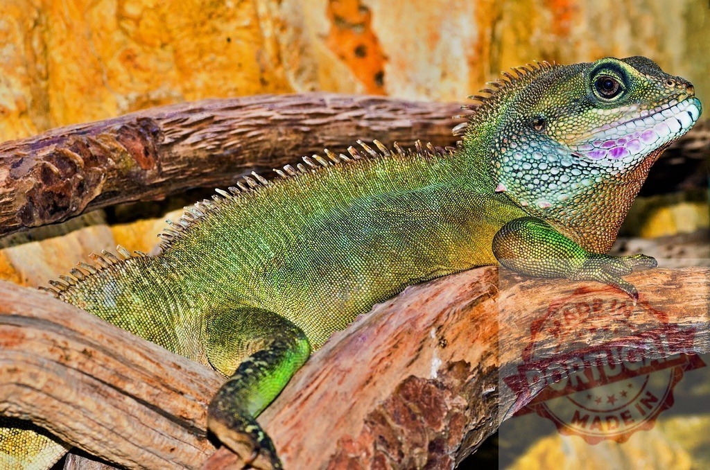 Chinese water dragon resting on a branch | Close-up of a chinese water dragon resting on a branch, showcasing its vibrant green and turquoise scales - Realisiert mit Pictrs.com