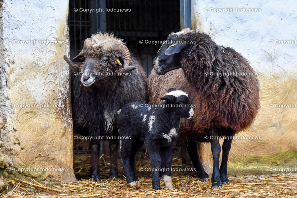 Zoo Linz_ 22.11.2022-28 | 22.11.2022, Zoo Linz, AUT, Schafe, Ziegen, roter Panda, im Bild Muehlviertler Waldschaf