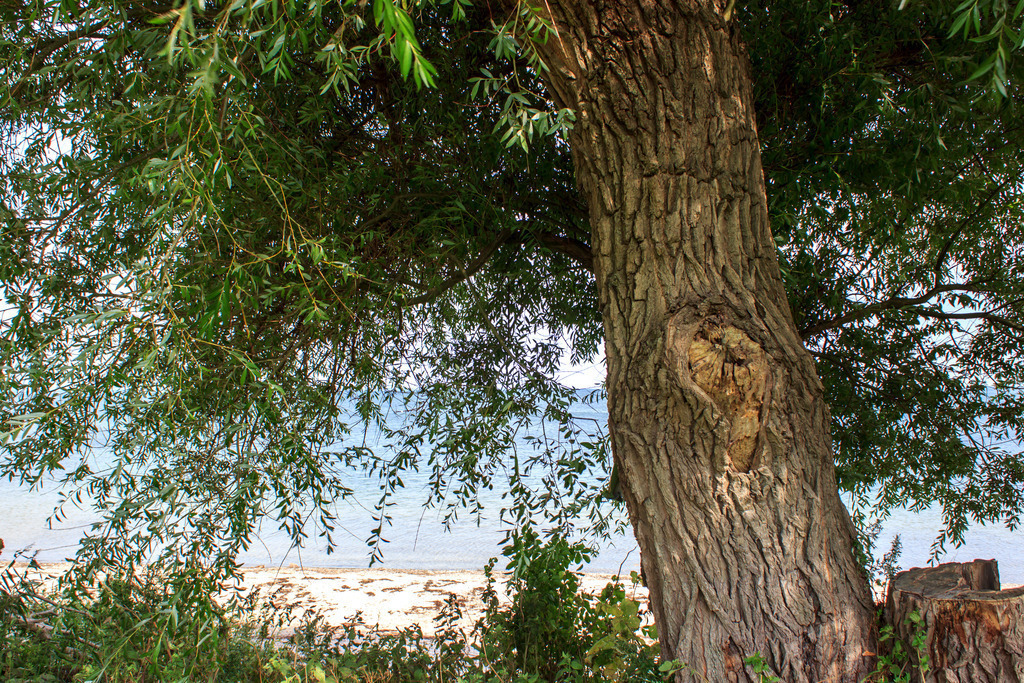 Wandbild: Baum am Strand in Norgaardholz | Dieses Wandbild im Querformat zeigt einen Baum am Strand in Norgaardholz. Durch die Zweige kann man die Ostsee im Hintergrund gut erkennen.  - Realisiert mit Pictrs.com