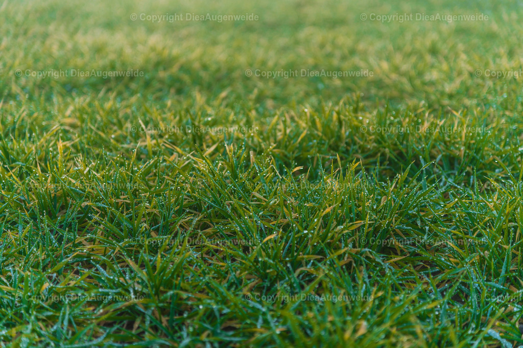 _DSC4754 | DieAugenweide Galerie, Bilder von Fotograf Ralf-Udo Thiele. Auswählen und bestellen auf verschiedenen Materialien und Größen. - Realisiert mit Pictrs.com