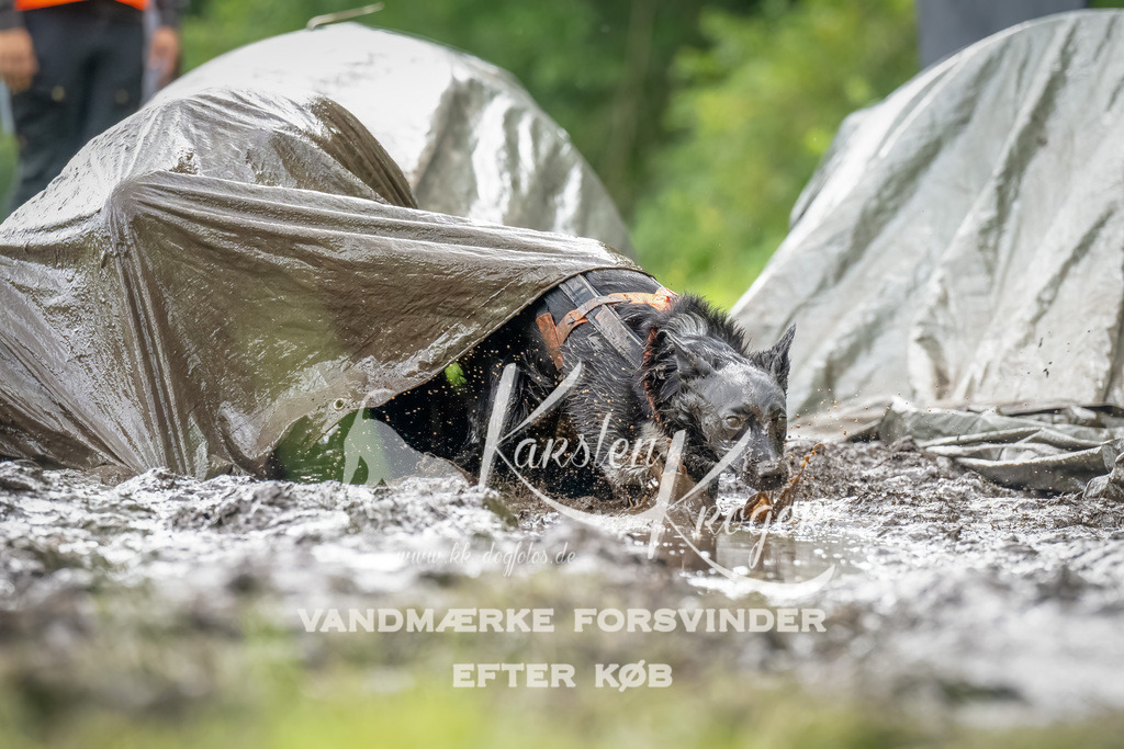 0920_ZZ90805-Bearbeitet | kk-dogfotos
