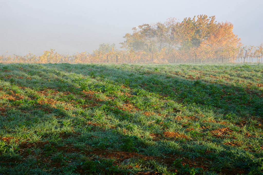 Weinberg im Herbst | Falkenstein, Austria - October 26, 2015: Weinberg im Herbst. - Realisiert mit Pictrs.com