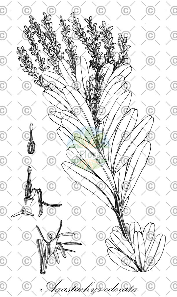 HistAbb_wfo-0000523260_1_ENZY_Simple | Historische Abbildung von Agastachys odorata - Proteaceae | Historical Illustration of Agastachys odorata - Proteaceae