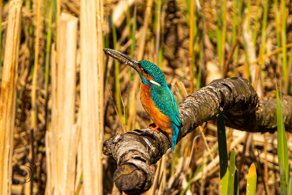 Eisvogel | Holzisphotography, Landschaftsfotografie, Wildlifefotogorafie - Realisiert mit Pictrs.com