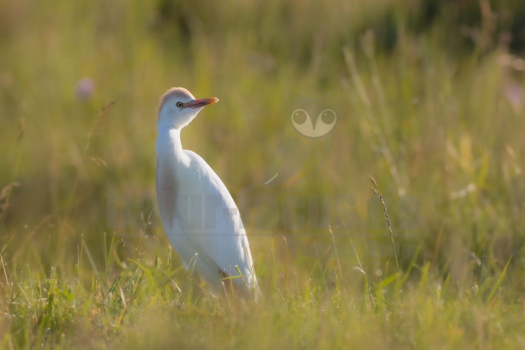 R5M20343_20260518 | Ein Kuhreiher (Bubulcus ibis) steht in einem Feld mit grünem Gras und blickt nach rechts. Sein weißes Gefieder wird durch orangefarbene Partien am Kopf und auf der Brust ergänzt. - Realisiert mit Pictrs.com