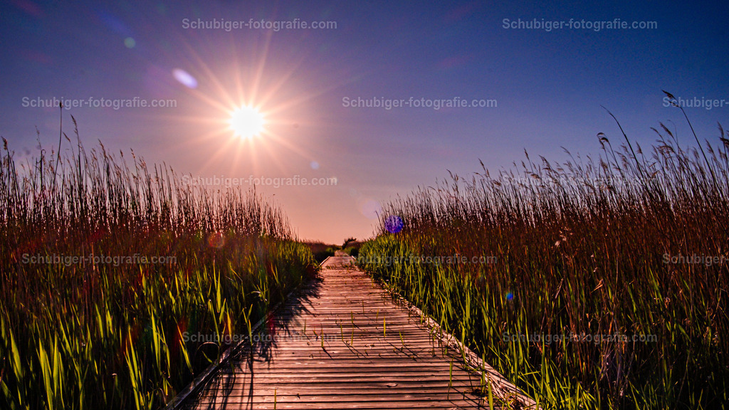 Steg im Sonnenuntergang | Steg mit Schilf im Sonnenuntergang - Realisiert mit Pictrs.com