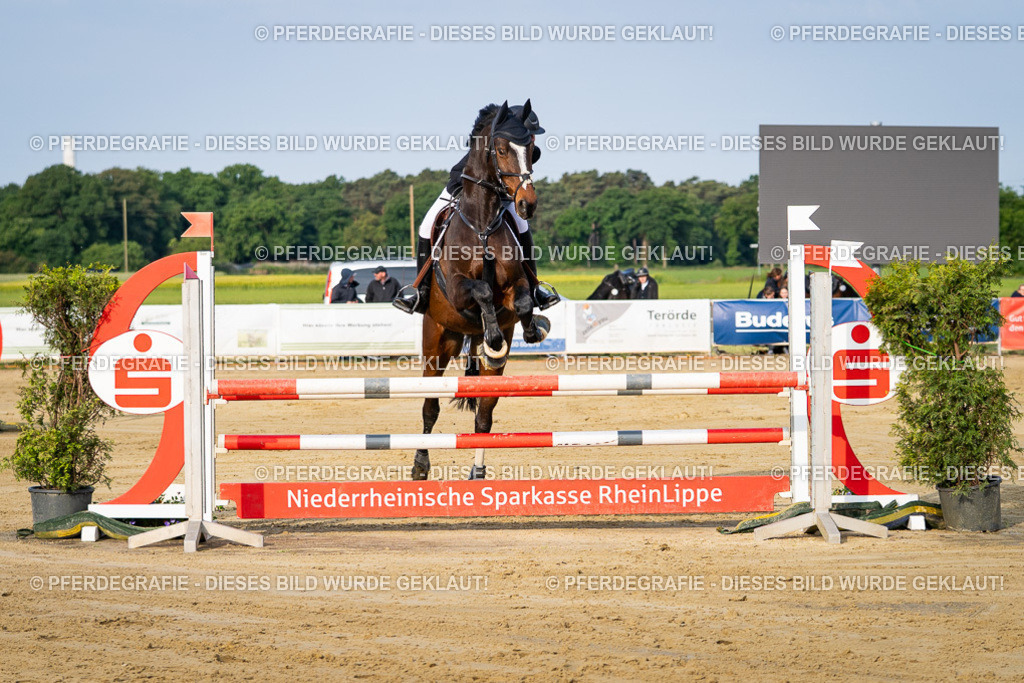 DSC02375 | Pferdegrafie