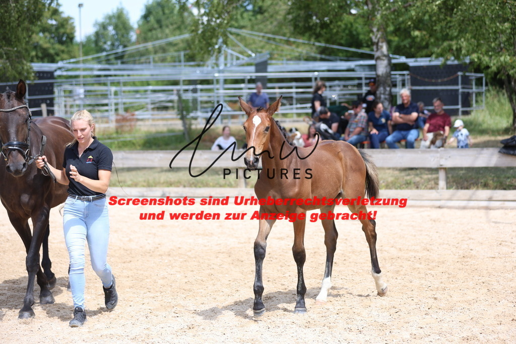 Fohlenschau_Schwäbisch_Hall_springbetonte_Fohlen_KN 39_17 | lmwpictures - Realisiert mit Pictrs.com