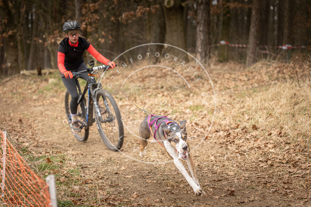 Pfotenfotografie_DV3A3140 | Hundefotografie, Tierfotograf, Pfotenfotografie, Fotoshooting Hund, Hunde Portrait, Hundesport, Hundeportraits, Heideshooting, Hunde, Sportfotograf, Hundefotograf, Turnierhundsport, THS,  - Realisiert mit Pictrs.com