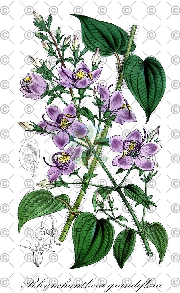 HistAbb_wfo-0001131197_1_ENZY_Simple | Historische Abbildung von Rhynchanthera grandiflora - Melastomataceae | Historical Illustration of Rhynchanthera grandiflora - Melastomataceae