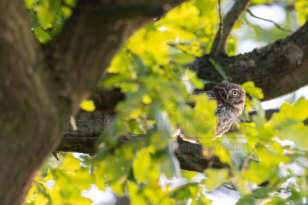_5II4618_20250612 | Ein Steinkauz (Athene noctua) sitzt auf einem dicken Ast eines Baumes, teilweise verdeckt von leuchtend grünen Blättern, die von der Sonne beleuchtet werden. Der Vogel hat ein braun-weiß gesprenkeltes Gefieder und große, gelbe Augen, die aufmerksam nach vorne blicken. Es sind keine spezifischen Interaktionen erkennbar; der Steinkauz scheint einfach auf dem Ast zu ruhen oder seine Umgebung zu beobachten. - Realisiert mit Pictrs.com