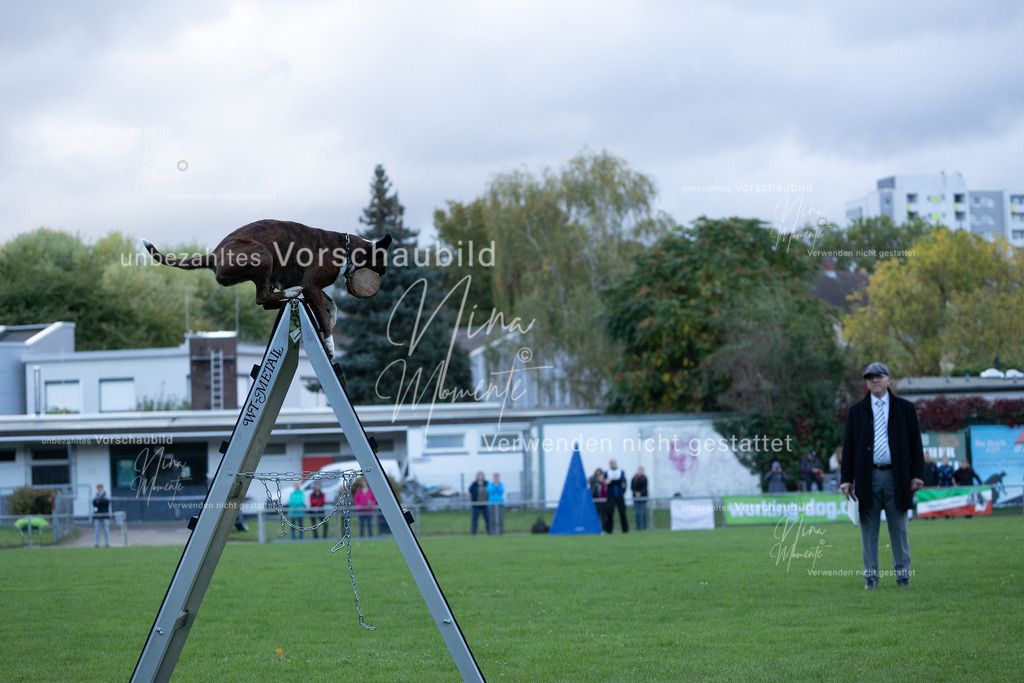 _16A4611 | Einzigartige Fotos von Hunden & Menschen –Actionfotos, Portraits, Vereinsaufnahmen & Paarshootings – authentisch, lebendig & mit Herz.