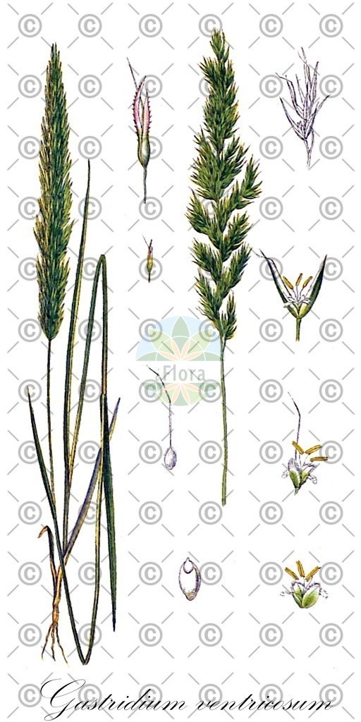 HistAbb_wfo-0000971434_1_ENZY_Simple | Historische Abbildung von Gastridium ventricosum - Poaceae (Rauhes Nissengras) | Historical Illustration of Gastridium ventricosum - Poaceae