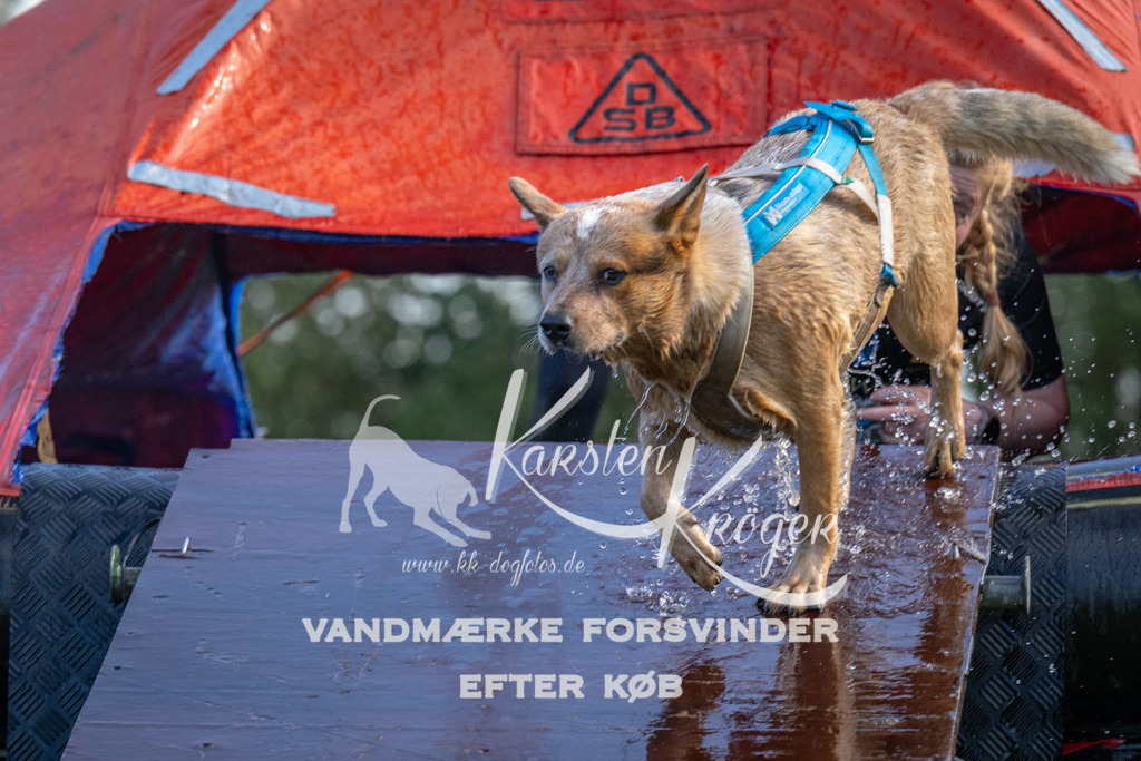 1253-90012 | kk-dogfotos