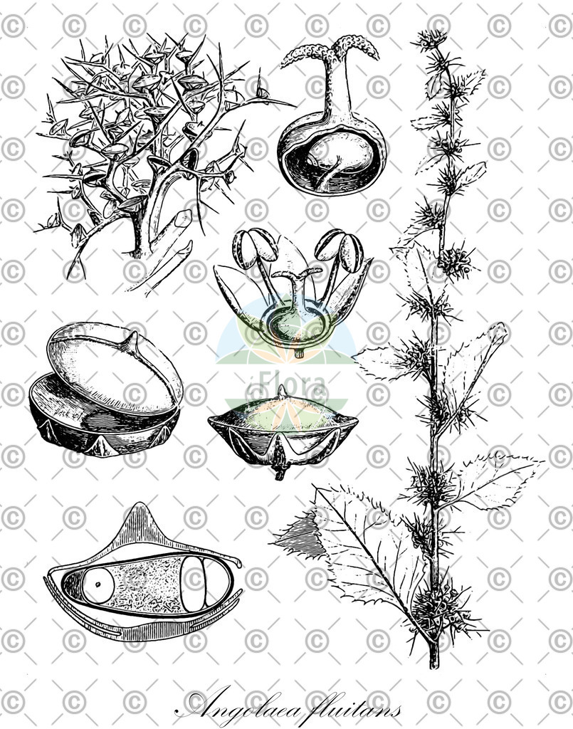 HistAbb_wfo-0000536542_156_ENZY_Simple | Historische Abbildung von Angolaea fluitans - Podostemaceae | Historical Illustration of Angolaea fluitans - Podostemaceae