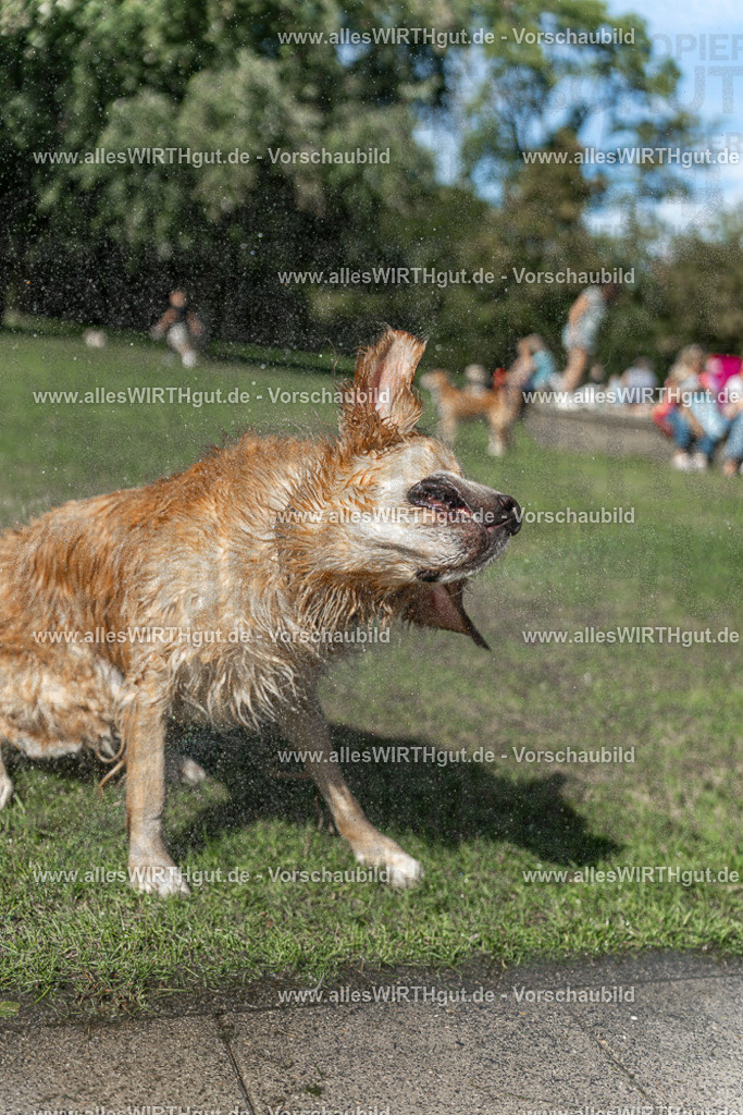 Hundeschwimmen_Volksbad_2026-allesWIRTHgut_Tierfotografie-2609061243-115332-7R500176 | Professionelle Tierfotografie in Mönchengladbach von Daniel Wirth (allesWIRTHgut). Liebevolle & natürliche Bilder von Hunden & Katzen für unvergessliche Erinnerungen.