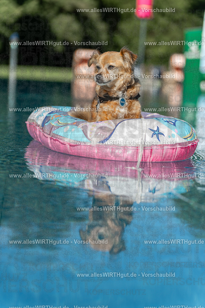 Hundeschwimmen_Volksbad_2026-allesWIRTHgut_Tierfotografie-2609061048-095849-7R509236 | Professionelle Tierfotografie in Mönchengladbach von Daniel Wirth (allesWIRTHgut). Liebevolle & natürliche Bilder von Hunden & Katzen für unvergessliche Erinnerungen.