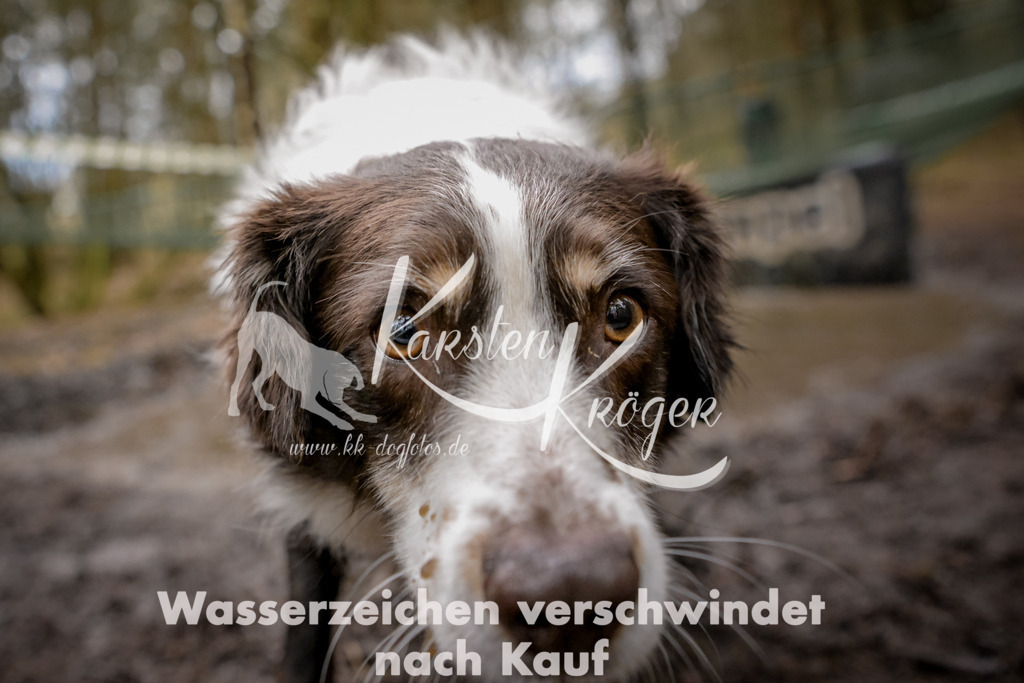 1052_ZZ92539 | kk-dogfotos