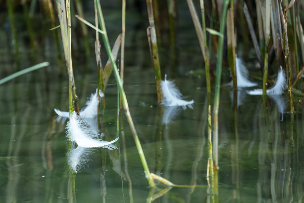 2022_07_10 A7403163 | bridgeman - Realisiert mit Pictrs.com