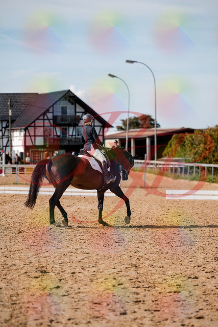 2026_10_03_Siefer-Hof_133512_Z63_94503674 | Professionelle Reitsport-, Turnier- und Eventfotografie von Robert Broda. Galerien mit ausgewählten und bearbeiteten Bildern direkt online ansehen und bestellen.