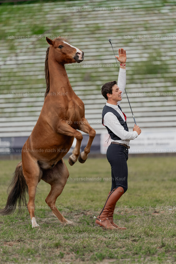 Showprogramm-432 | working equitationturnier fotograf videograf stoibphotography marixx film working equitation deutschland reitsport turnierfotografie eventfotografie equestrian events