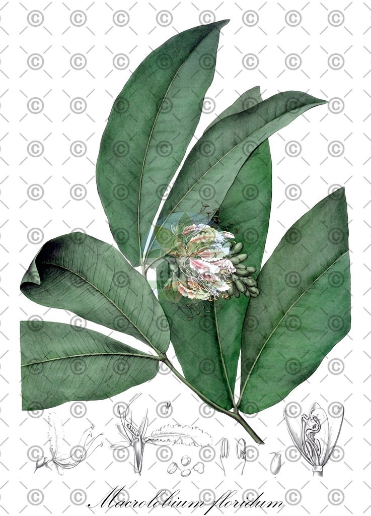 HistAbb_wfo-0001182592_1_ENZY_Simple | Historische Abbildung von Macrolobium floridum - Fabaceae | Historical Illustration of Macrolobium floridum - Fabaceae