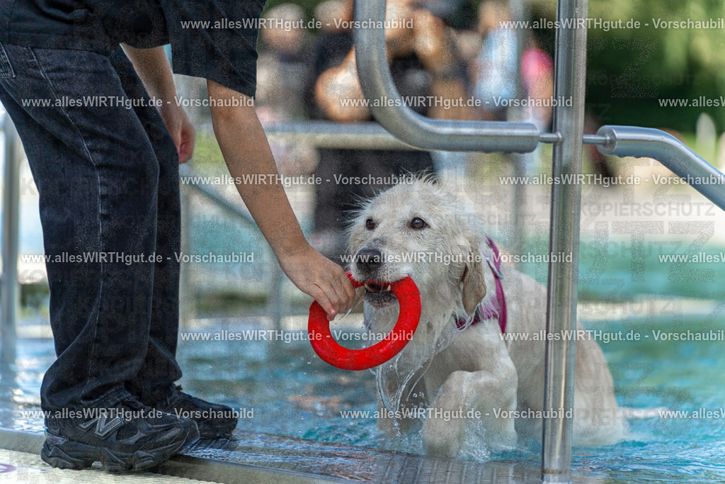 Hundeschwimmen_Volksbad_2026-allesWIRTHgut_Tierfotografie-2609061216-112624-7R500011 | Professionelle Tierfotografie in Mönchengladbach von Daniel Wirth (allesWIRTHgut). Liebevolle & natürliche Bilder von Hunden & Katzen für unvergessliche Erinnerungen.