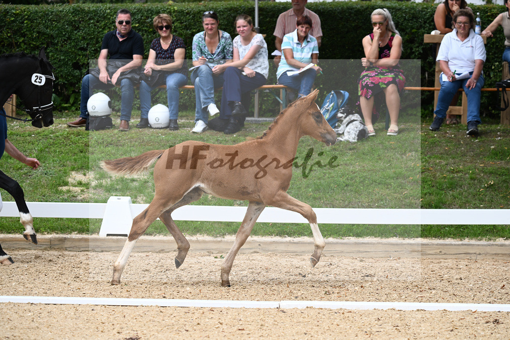 Kat-Nr. 25 SF DSP Va Bene x Ferro_Pfaffenbichler_27230406 | hf-fotografie - Realisiert mit Pictrs.com