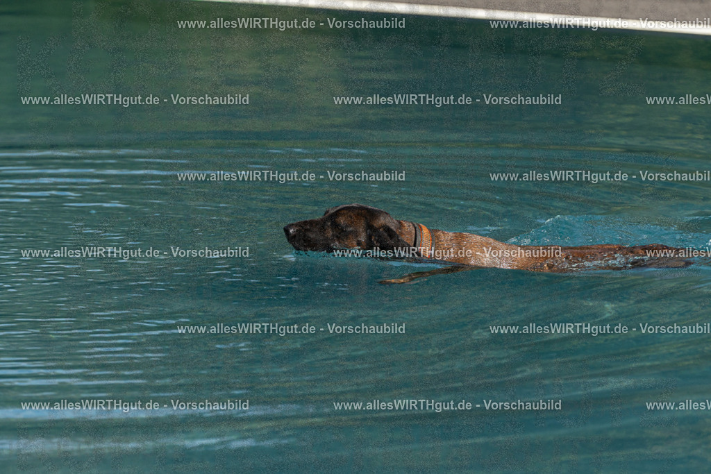 Hundeschwimmen_Volksbad_2026-allesWIRTHgut_Tierfotografie-2609061605-FAY07352 | Professionelle Tierfotografie in Mönchengladbach von Daniel Wirth (allesWIRTHgut). Liebevolle & natürliche Bilder von Hunden & Katzen für unvergessliche Erinnerungen.