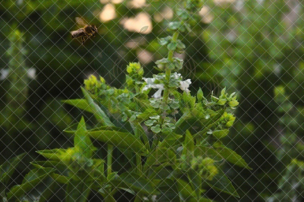 DSC_7338 | Wir bieten diverse Fotodrucke und Produkte entweder bereits vorgefertigter und selbstgeschossener Motive, sowie auch die Möglichkeit eigene Motive auf diverse Foto- und Wandbildartikel zu drucken. Eigene Uploads finden Sie im Warenkorb oder am unteren End - Realisiert mit Pictrs.com
