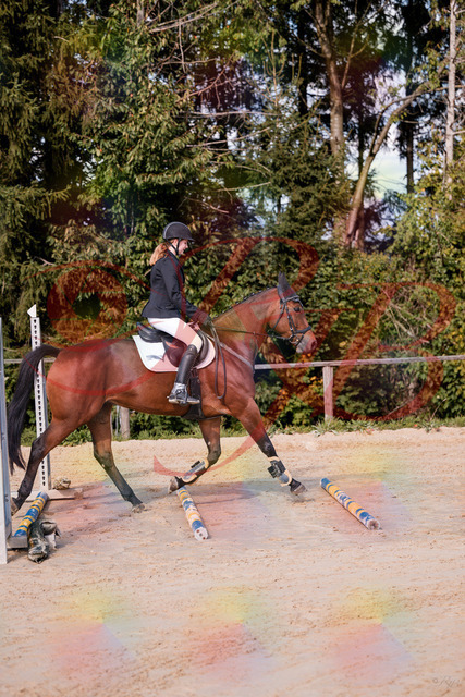 2026_10_03_Siefer-Hof_143436_Z81_02412318 | Professionelle Reitsport-, Turnier- und Eventfotografie von Robert Broda. Galerien mit ausgewählten und bearbeiteten Bildern direkt online ansehen und bestellen.
