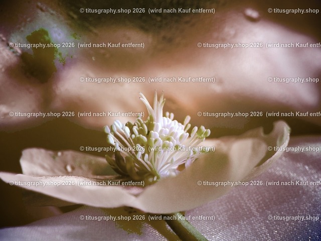 titusgraphy_P3034715-vz-ln_pe-04 | titusgraphy-shop: Geschenkideen mit Qualitätsfotos. titusgraphy-shop: gift ideas with quality photos. titusgraphy-shop: idées cadeaux avec photos de qualité.  - Realisiert mit Pictrs.com