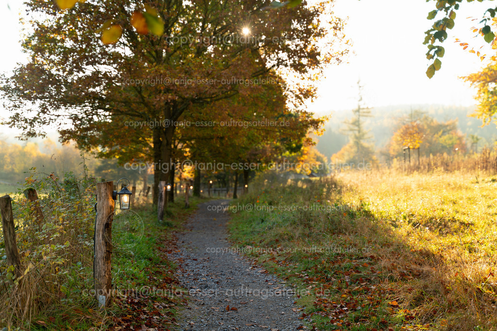 Herbstliche Atmosphäre am Morgen mit Laternen beleuchtetem Pfad am Rothaarsteig | Morgens im Hebst Tau hängen leuchtende Laternen entlang eines Waldweges. Der Weg führt zum Rothaarsteig in Brilon, Sauerland. 