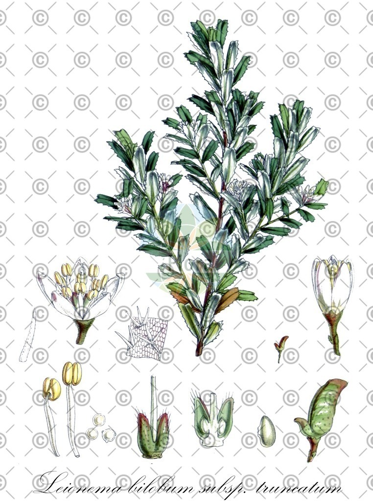 HistAbb_EMP_107695_1_SIMPLE | Historische Abbildung von Leionema bilobum subsp. truncatum - Rutaceae | Historical Illustration of Leionema bilobum subsp. truncatum - Rutaceae