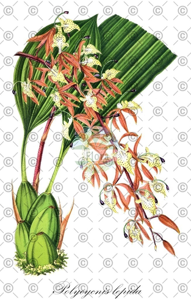 HistAbb_EMP_28062_SRC_Schlechtendal_FLORAD_SIMPLE | Historische Abbildung von Polycycnis lepida - Orchidaceae | Historical Illustration of Polycycnis lepida - Orchidaceae