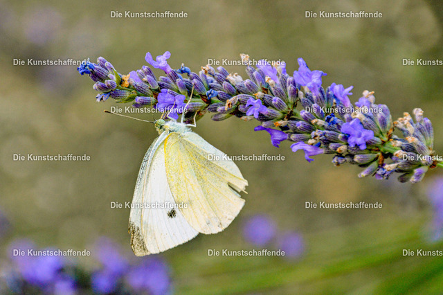 Manuela Strombach-Gauss-83-2 | Kunstdruck-Postkarten von, analog und digital, handgemalten Postkarten und Bildern.
Außerdem Fotoprodukte in verschiedenen Ausführungen.
 - Realisiert mit Pictrs.com