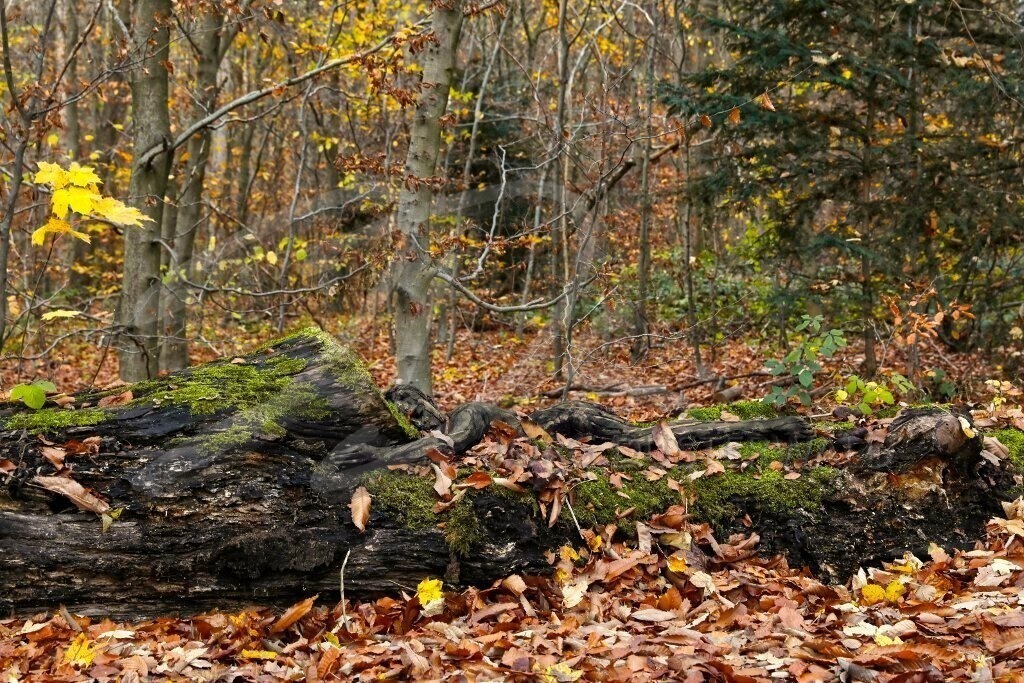 NatureArt-KLÜTLAUB_3224a2 | Tanne hinter dem Stamm | #003 | Modell: Tatjana Heinz | Foto: Tschiponnique Skupin - Realisiert mit Pictrs.com