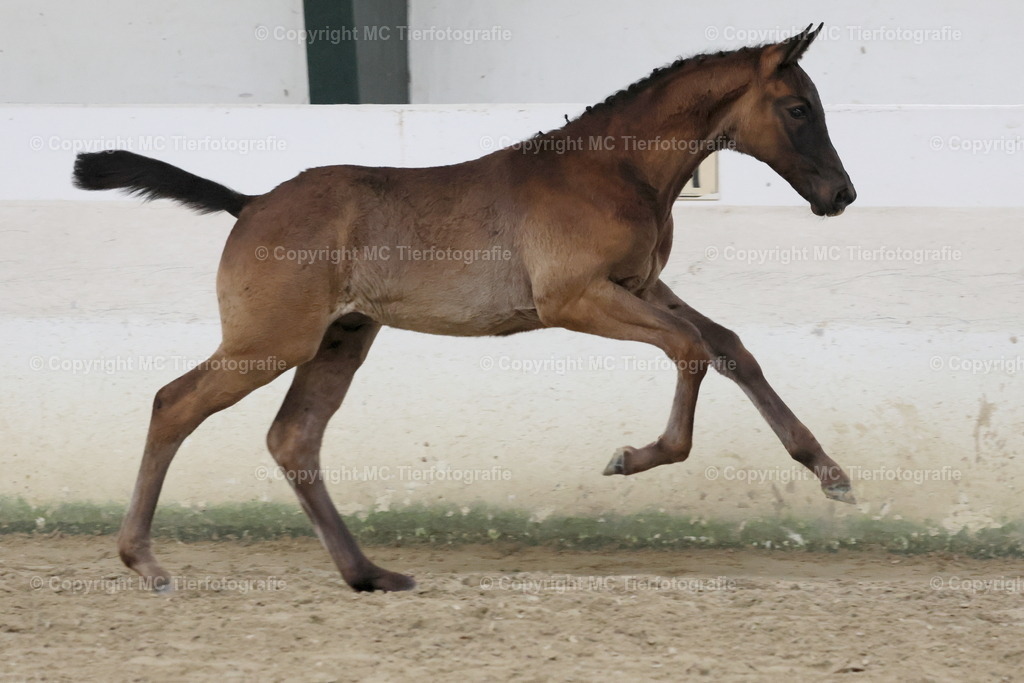 TrakFohlenFototermGeldern24052025MC3H5A7578B1 | Pferdefotos online bestellen - Realisiert mit Pictrs.com