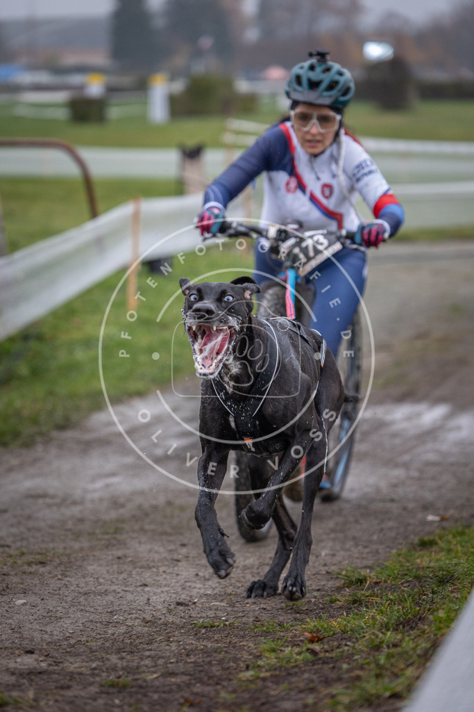 CaniXpix_0L8A0815 | Hundefotografie, Tierfotograf, Pfotenfotografie, Fotoshooting Hund, Hunde Portrait, Hundesport, Hundeportraits, Heideshooting, Hunde, Sportfotograf, Hundefotograf, Turnierhundsport, THS,  - Realisiert mit Pictrs.com