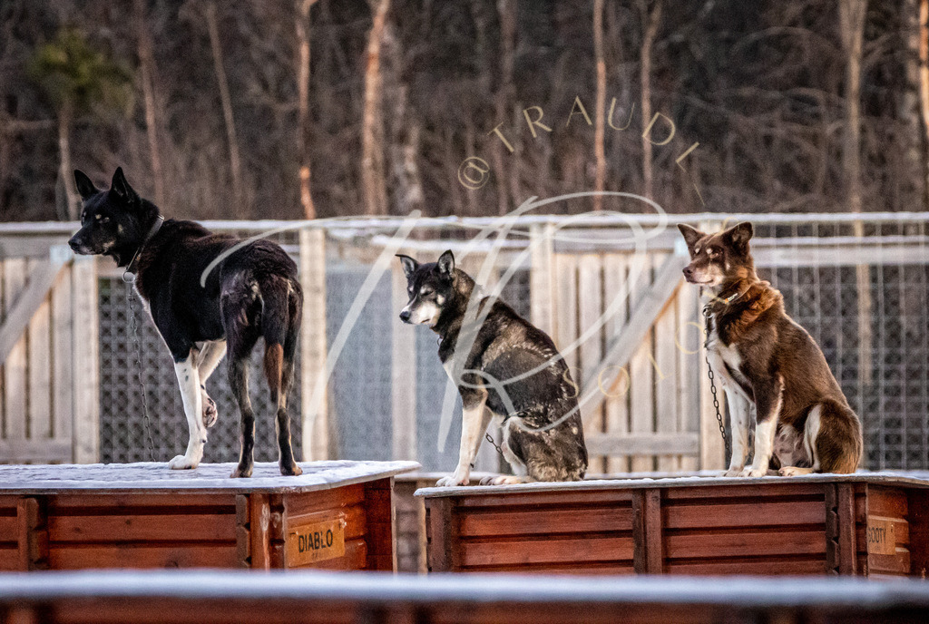 BEF6731B-5A4F-4BA1-814F-B54400D01452 | traudl_s_fotos