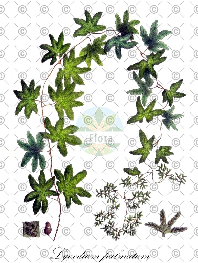 HistAbb_5HR4_1_ENZY_Simple | Historische Abbildung von Lygodium palmatum - Lygodiaceae | Historical Illustration of Lygodium palmatum - Lygodiaceae (hartford fern;american climbing fern;creeping fern)