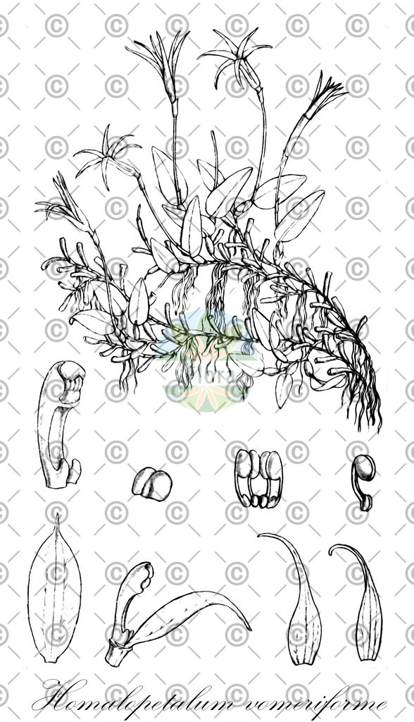 HistAbb_wfo-0001194459_1_ENZY_Simple | Historische Abbildung von Homalopetalum vomeriforme - Orchidaceae | Historical Illustration of Homalopetalum vomeriforme - Orchidaceae