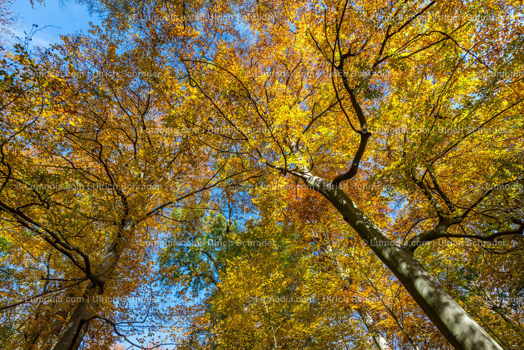 10049-5427 - Brühlpark _ Quedlinburg | Stockfoto und Bilderpool mit Bildmaterial aus Deutschland, dem Harz, Halberstadt, Quedlinburg, Wernigerode und weltweit. Qualitativ hochwertige und professionelle Fotos anschauen und kaufen. - Realisiert mit Pictrs.com