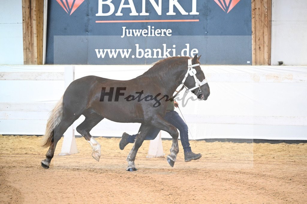 Kat-Nr. 1 v. Valegro_Leiss_6240006 | hf-fotografie - Realisiert mit Pictrs.com