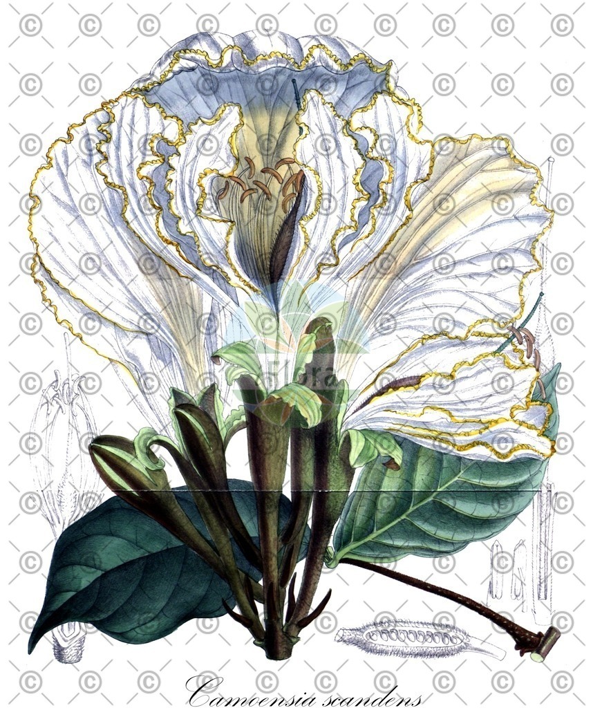 HistAbb_wfo-0001424253_1_ENZY_Simple | Historische Abbildung von Camoensia scandens - Fabaceae | Historical Illustration of Camoensia scandens - Fabaceae