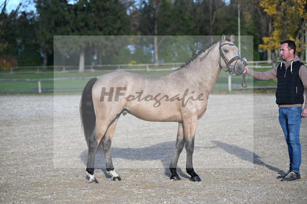 Kat-Nr. 11 Magnus HL v. Mescal_ZG Donau-Ries_43250899 | hf-fotografie - Realisiert mit Pictrs.com