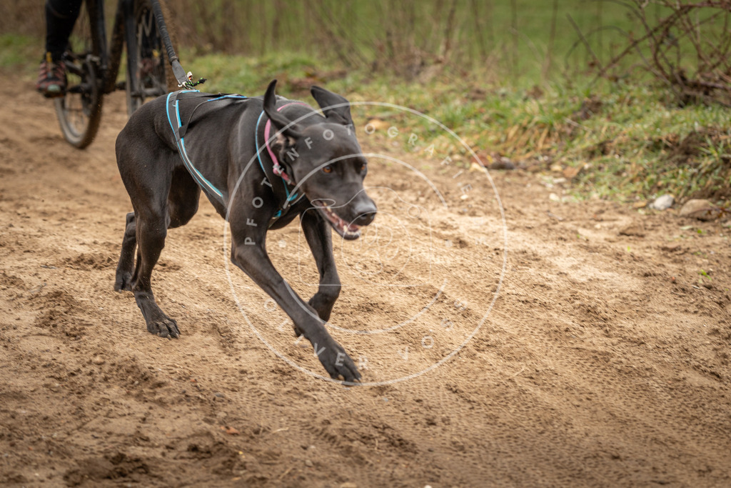 DV3A0932 | Hundefotografie, Tierfotograf, Pfotenfotografie, Fotoshooting Hund, Hunde Portrait, Hundesport, Hundeportraits, Heideshooting, Hunde, Sportfotograf, Hundefotograf, Turnierhundsport, THS,  - Realisiert mit Pictrs.com
